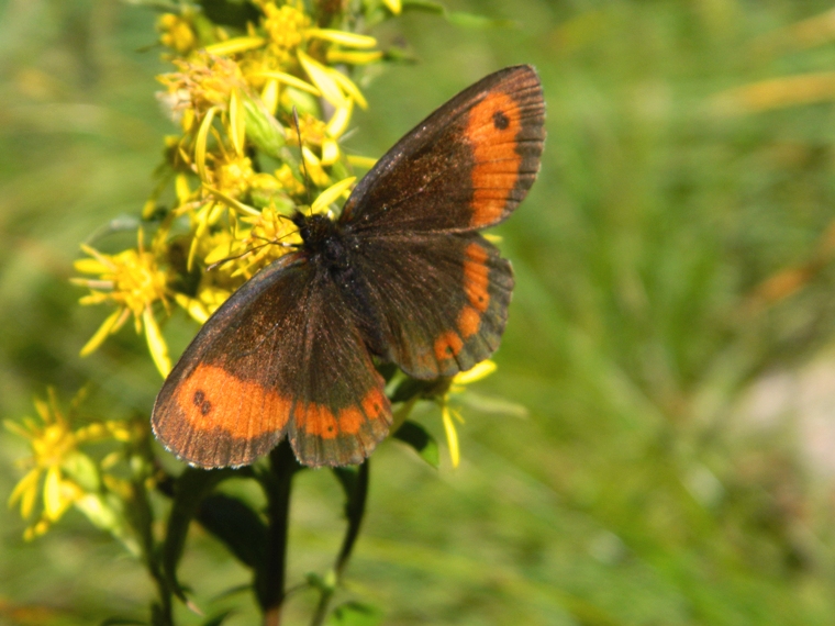 Aiuto id. Erebia - Erebia euryale